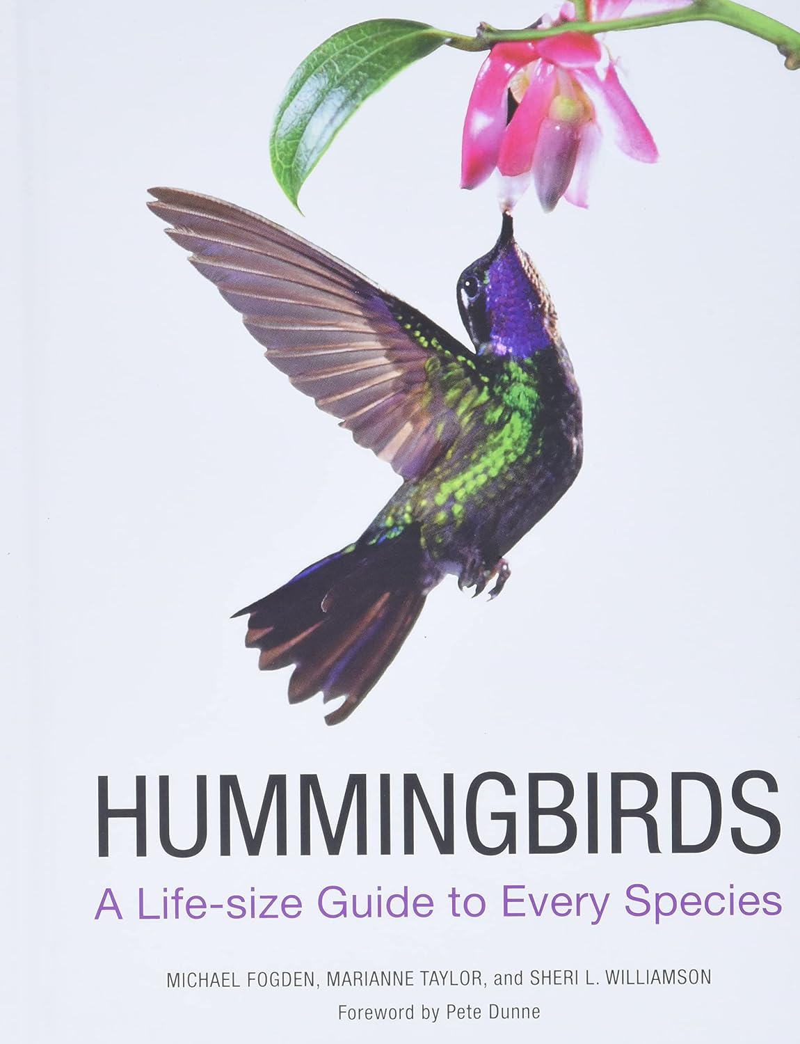 books about hummingbirds10